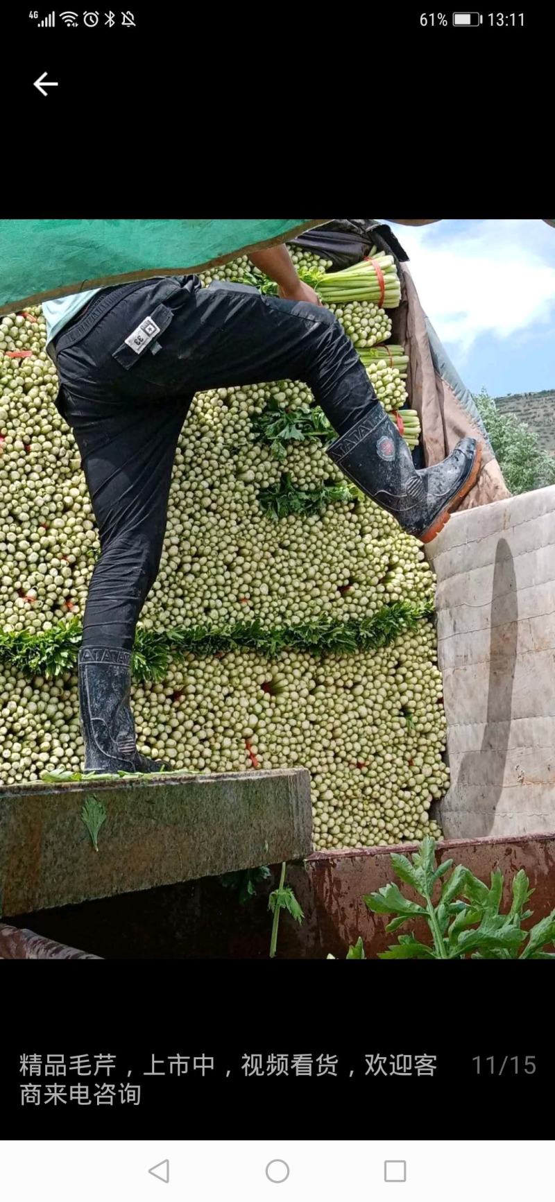 芹菜大量上市全国供应现挖现发量大从优支持视频看货