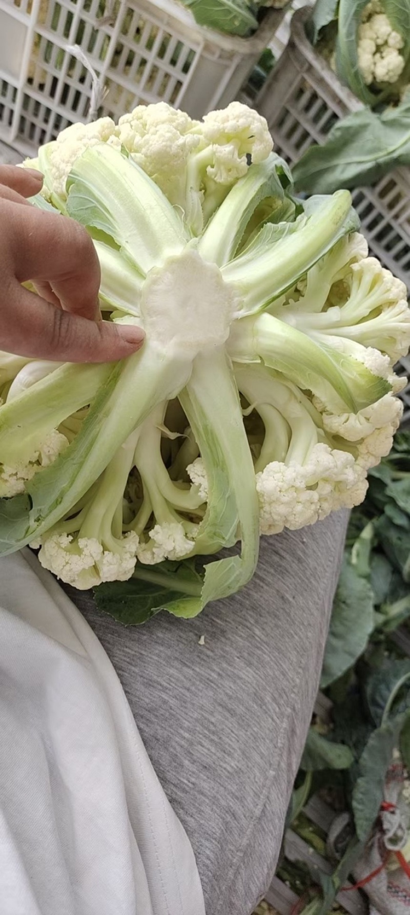 精品有机花菜大量上市。花白，质量优，有机花