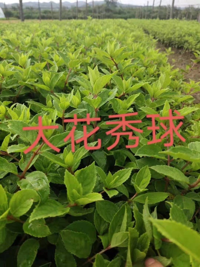 木绣球（大花水亚木）圆锥绣球，直立绣球扦插苗