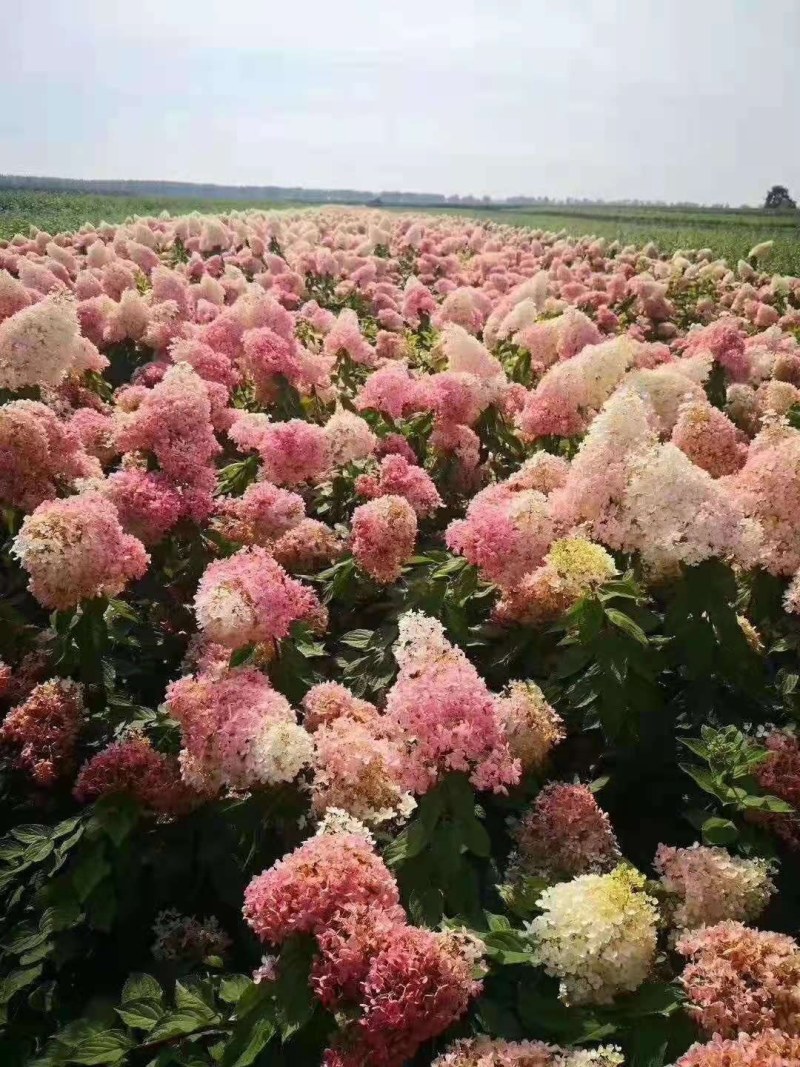 木绣球（大花水亚木）圆锥绣球，直立绣球扦插苗