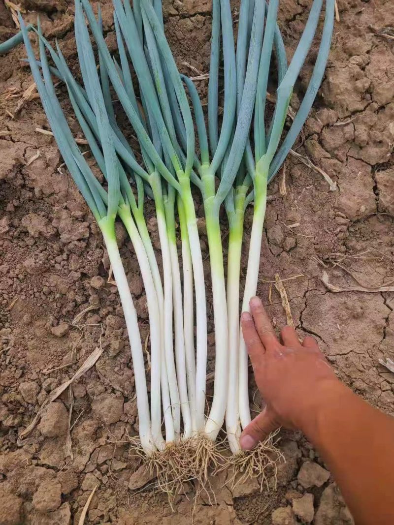 自家种植精品钢葱大量上市，欢迎全国客商前来采购。价格合理