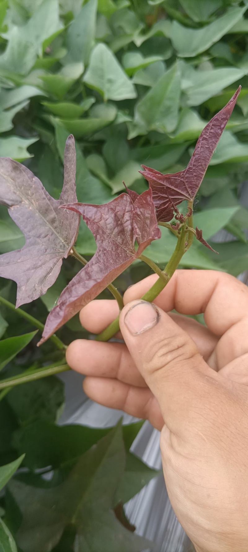 江苏宿迁一手试管脱毒原种西瓜红红薯苗，苏北蜜薯产地直销