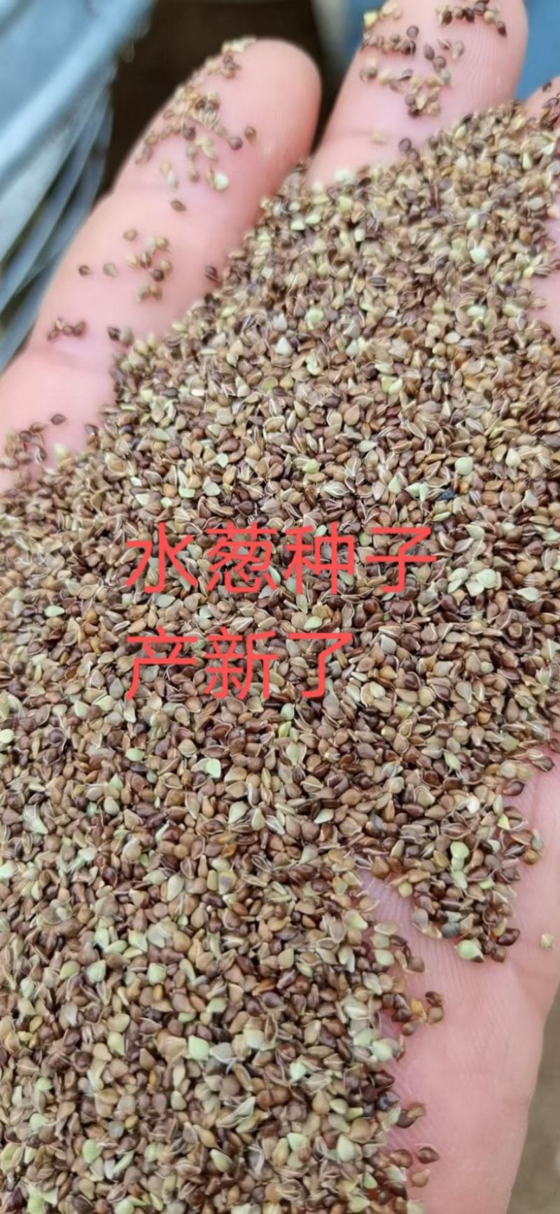水葱种子，自产自销，芽率有保障。