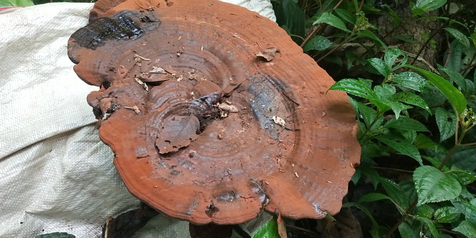 蚕豆不同斑点类型对比图