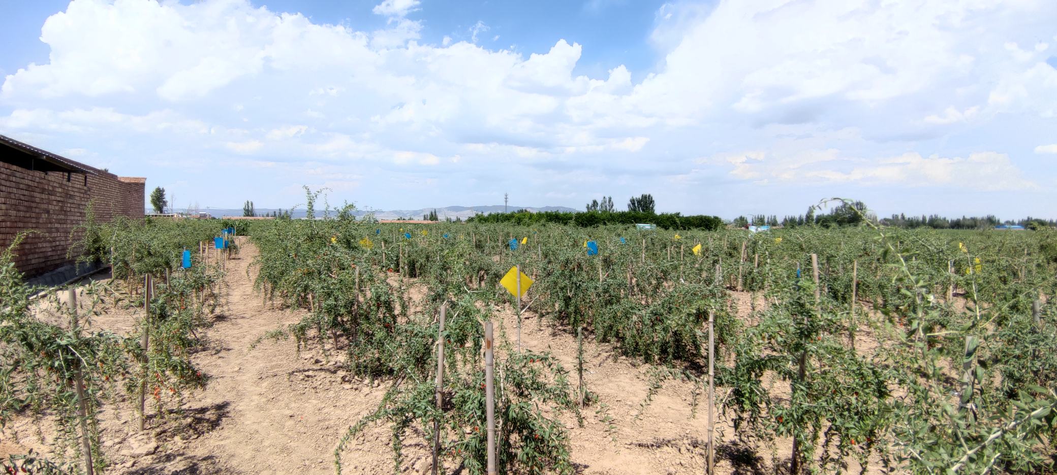 蓝莓与枸杞主产区地图