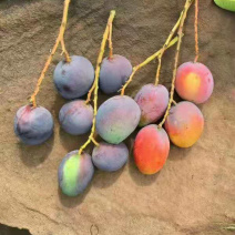 便宜货（吉禄彩虹芒）攀枝花特产水果-批发-一件代发