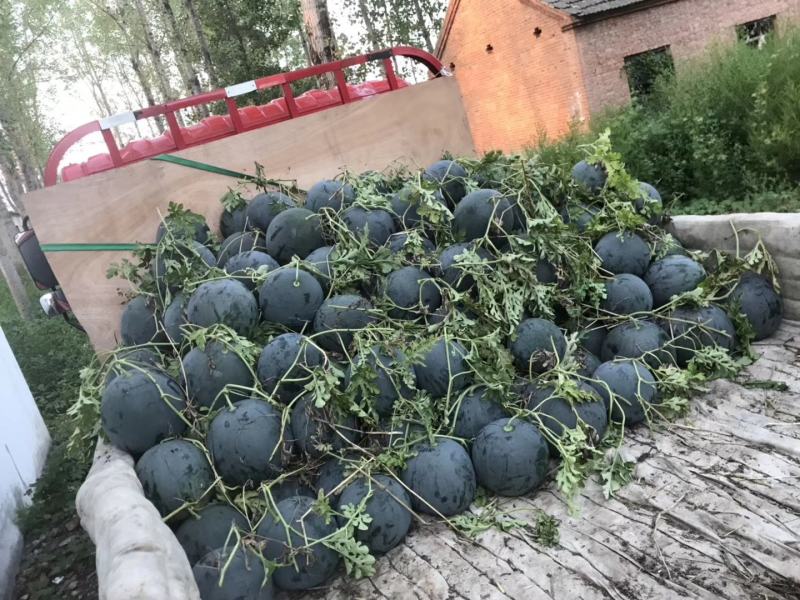 自产自销嫁接洞庭一号无籽西瓜，诚信经营，量大从优！