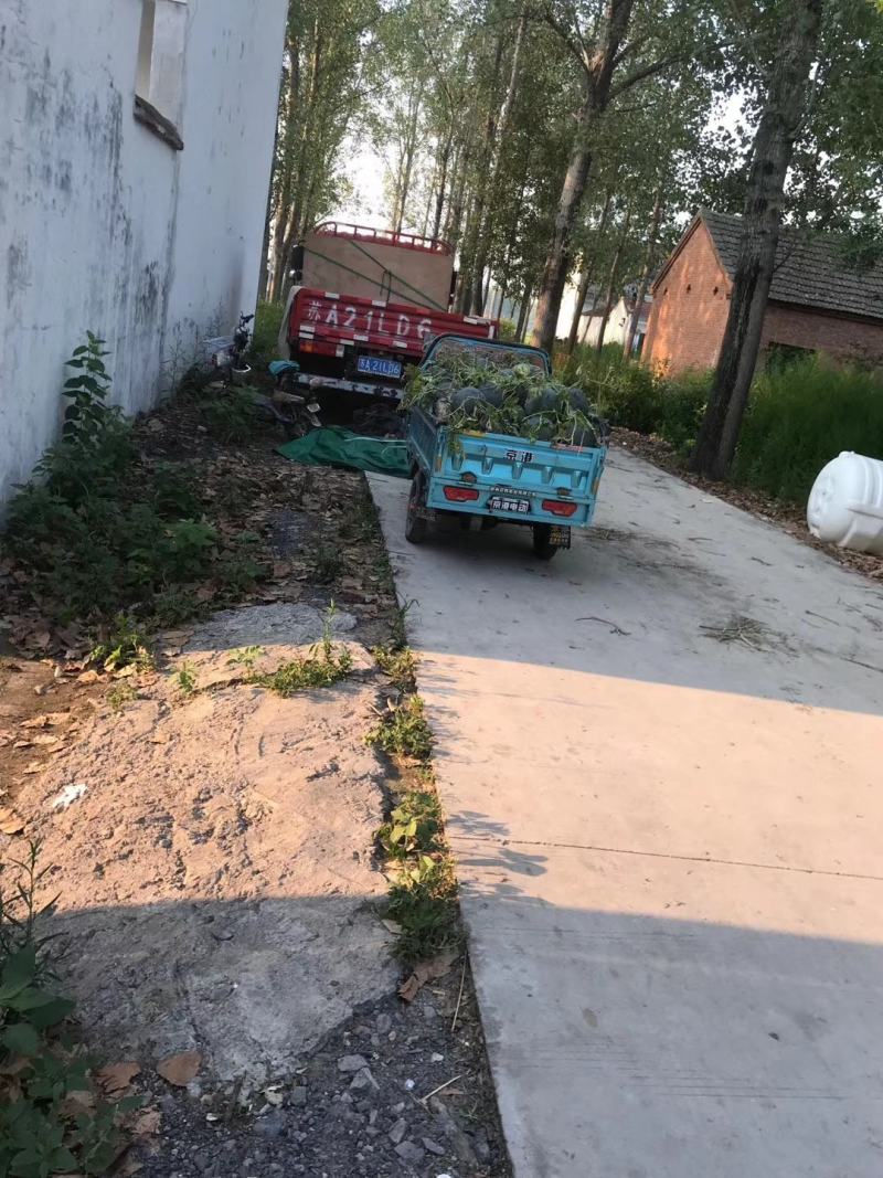 自产自销嫁接洞庭一号无籽西瓜，诚信经营，量大从优！