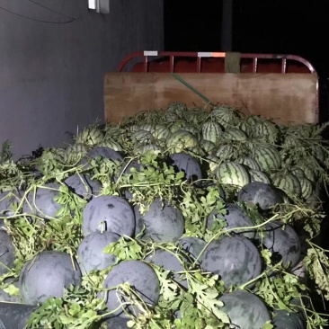 自产自销嫁接洞庭一号无籽西瓜，诚信经营，量大从优！