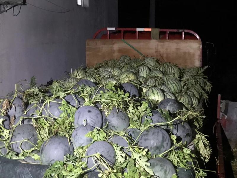 自产自销嫁接洞庭一号无籽西瓜，诚信经营，量大从优！