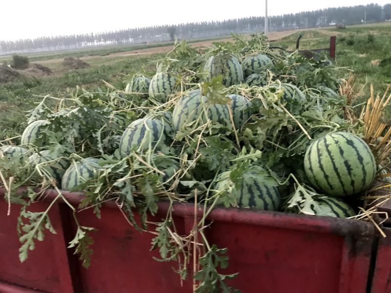 自产自销嫁接洞庭一号无籽西瓜，诚信经营，量大从优！