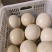 【鸵鸟蛋】养殖厂一手货源源头价格货量大全国接单承接电商餐饮