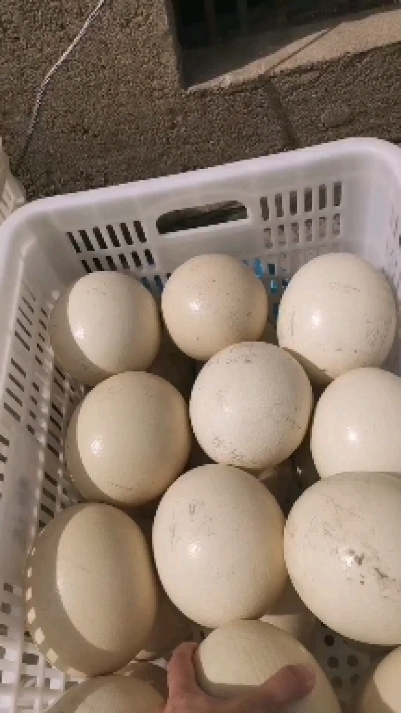 【鸵鸟蛋】养殖厂一手货源源头价格货量大全国接单承接电商餐饮