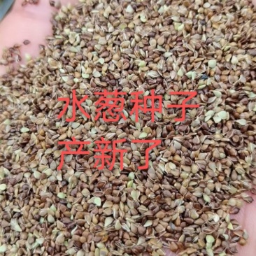 水葱种子