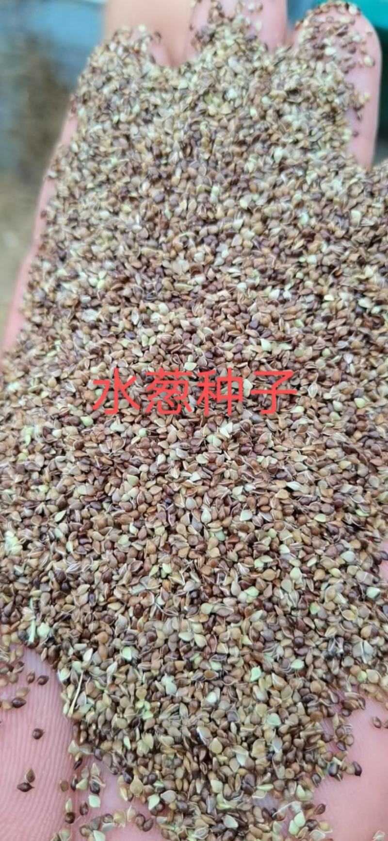 水葱种子