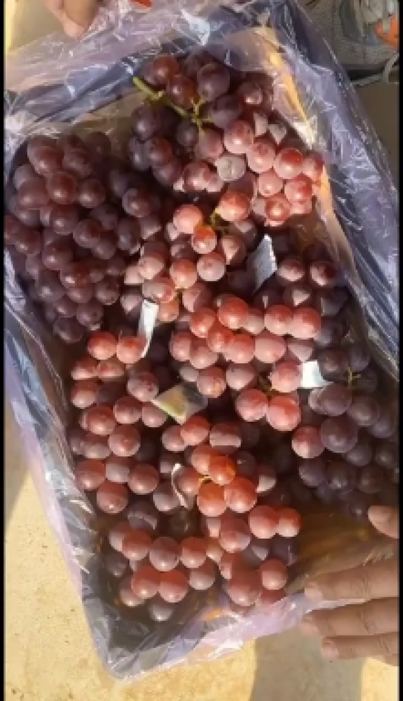 精品巨峰葡萄大量上市口甜粒大颜色好耐运输