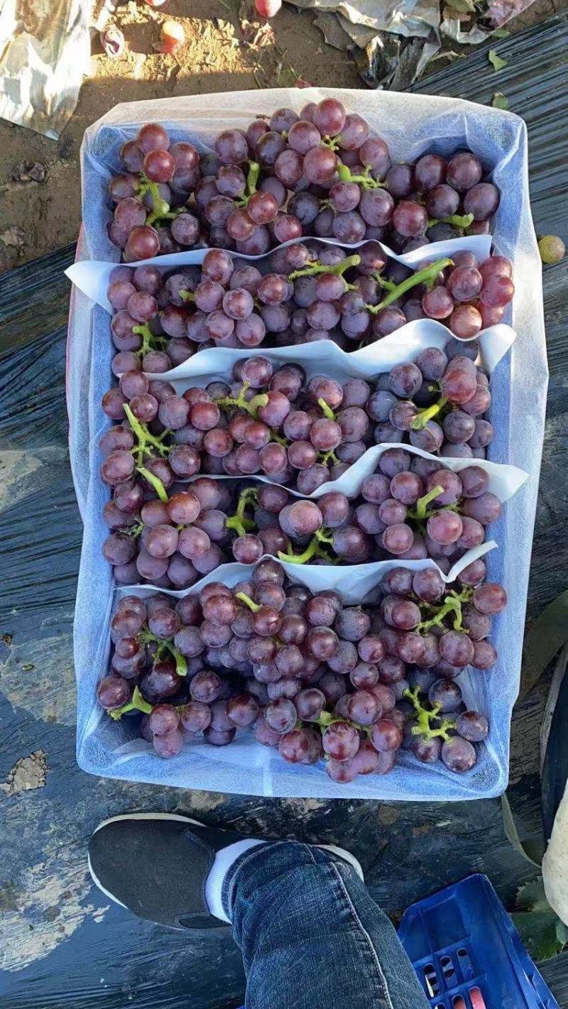 精品巨峰葡萄大量上市口甜粒大颜色好耐运输