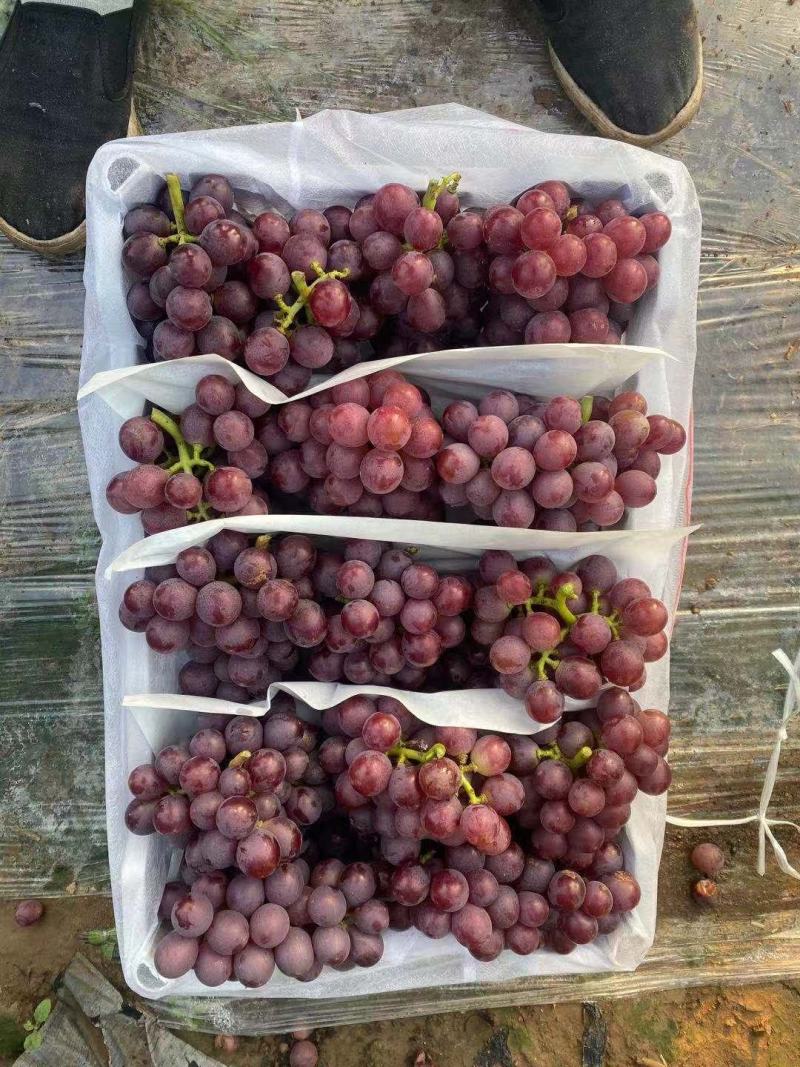 精品巨峰葡萄大量上市口甜粒大颜色好耐运输
