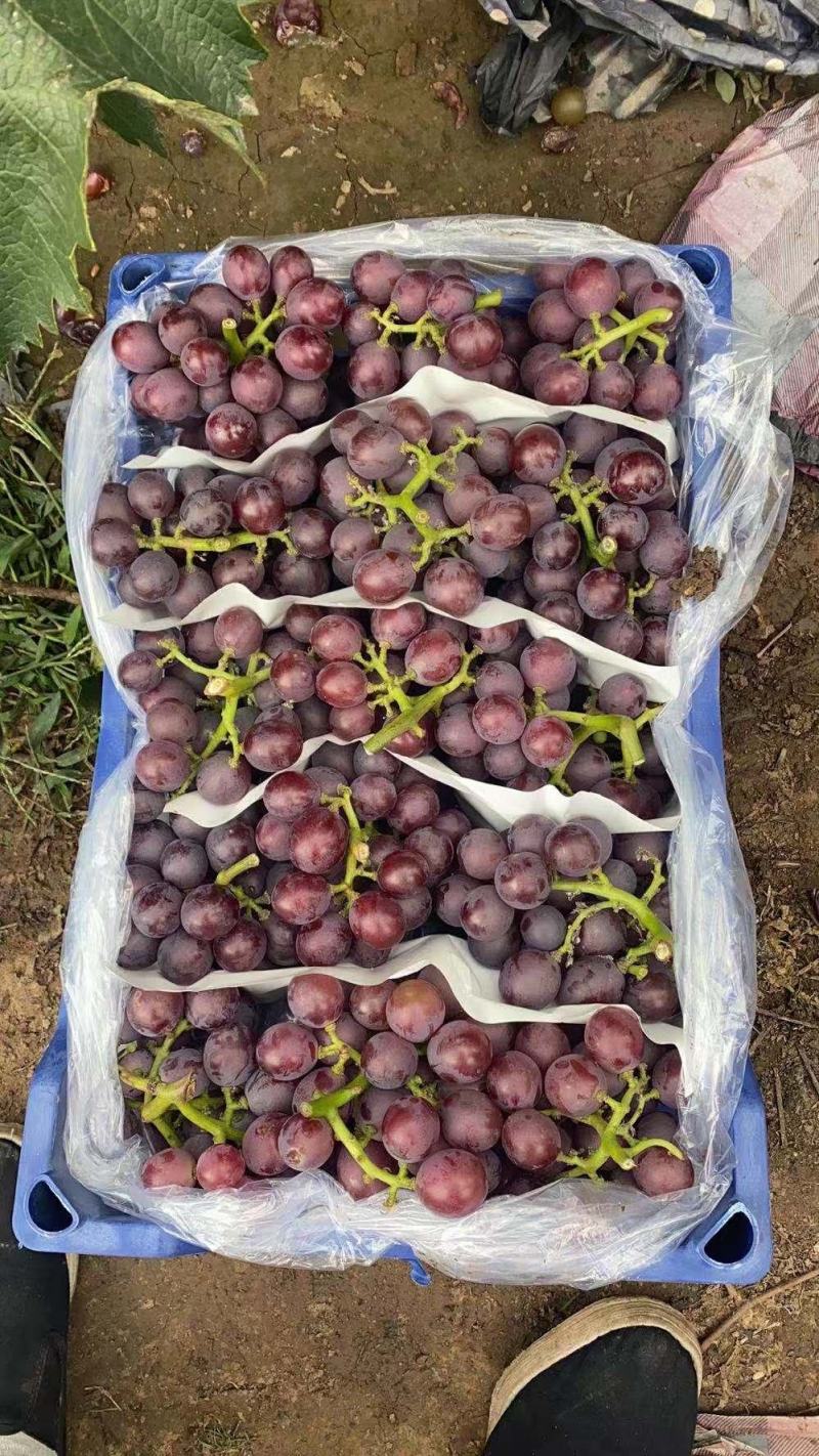 精品巨峰葡萄大量上市口甜粒大颜色好耐运输