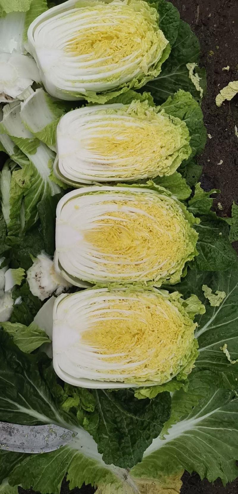 黄心白菜大量上市玲珑黄带发全国各地真的是白菜价