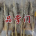 品掌门串虾烧烤材料虾烧烤虾冻虾批发