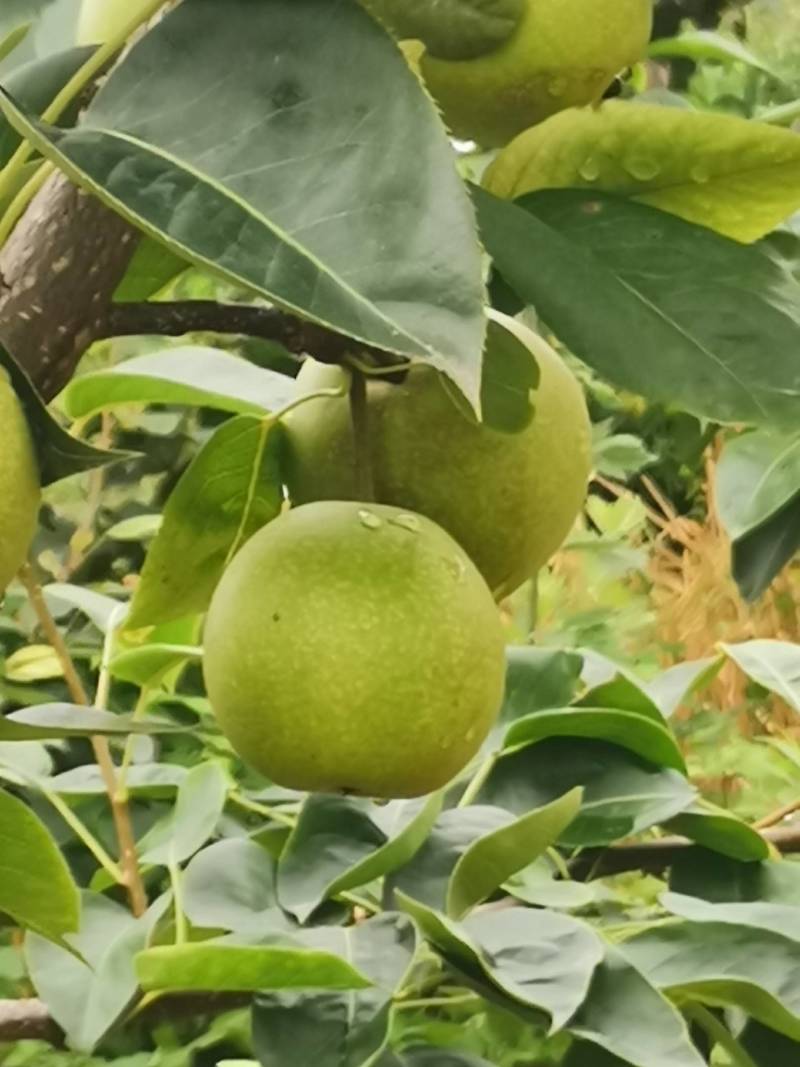 翠冠梨销售中，皮薄肉厚汁水多，入口即化，无渣。