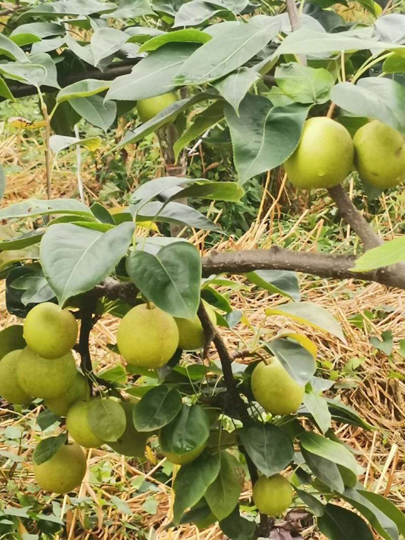 翠冠梨销售中，皮薄肉厚汁水多，入口即化，无渣。