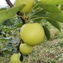 四川优质黄金梨，品像好口感好，甜度高，一手货源，质量保证