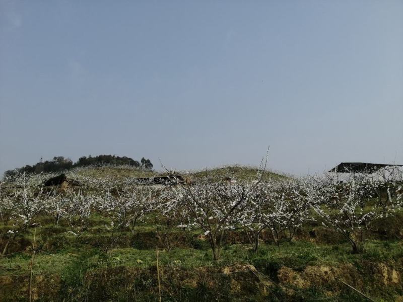 旅游重点开发区茵红李果园转让