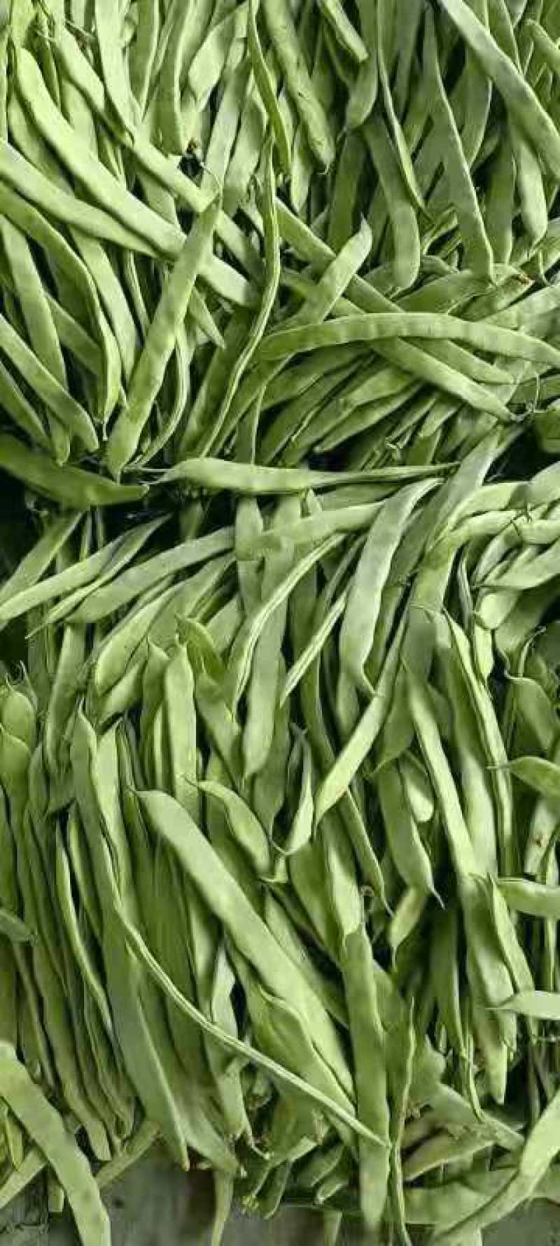 扁豆，好扁豆，新鲜扁豆，大量供应，