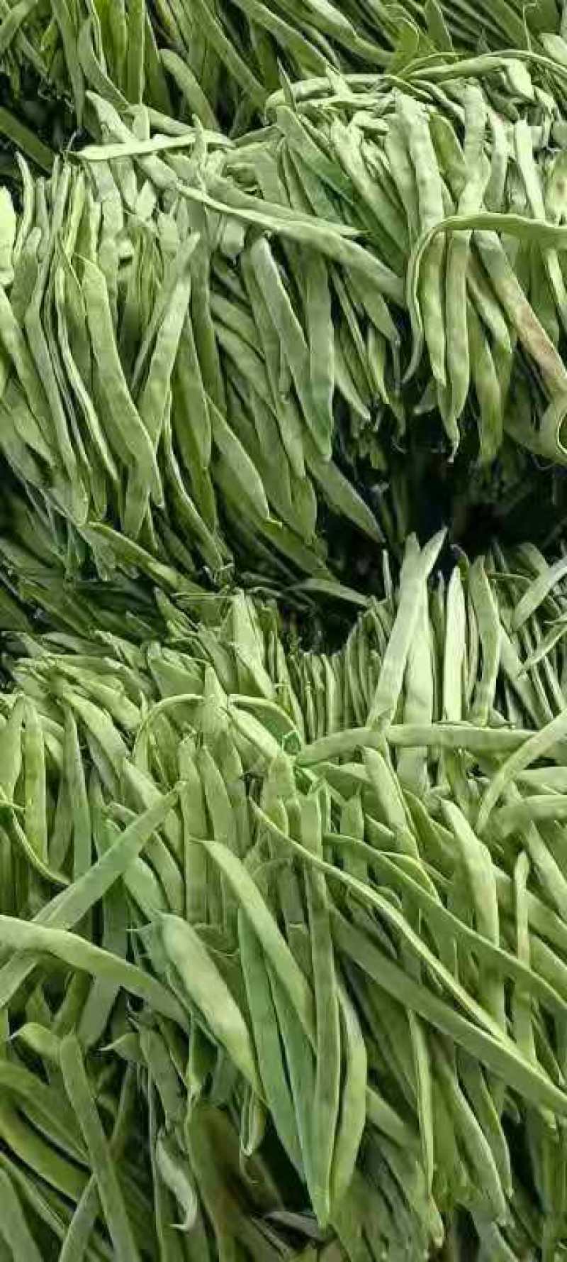 扁豆，好扁豆，新鲜扁豆，大量供应，