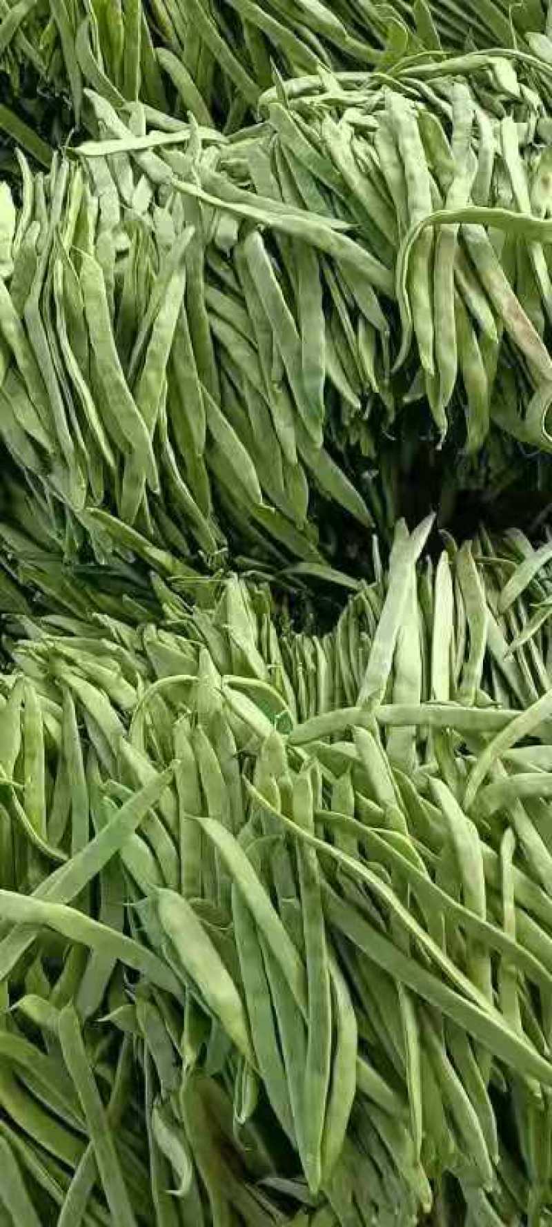 扁豆，好扁豆，新鲜扁豆，大量供应，