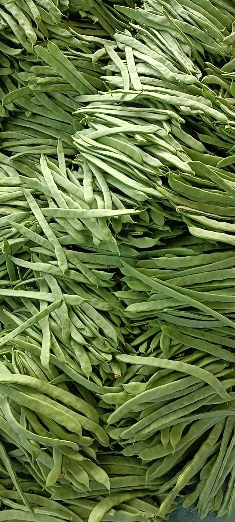 扁豆，好扁豆，新鲜扁豆，大量供应，