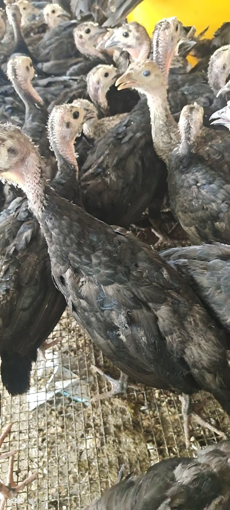 脱温苗火鸡半斤到一斤自产自销可以自提发班车