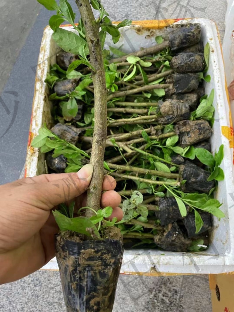 香水柠檬苗易成活易管理产量高四季结果免费提供技术