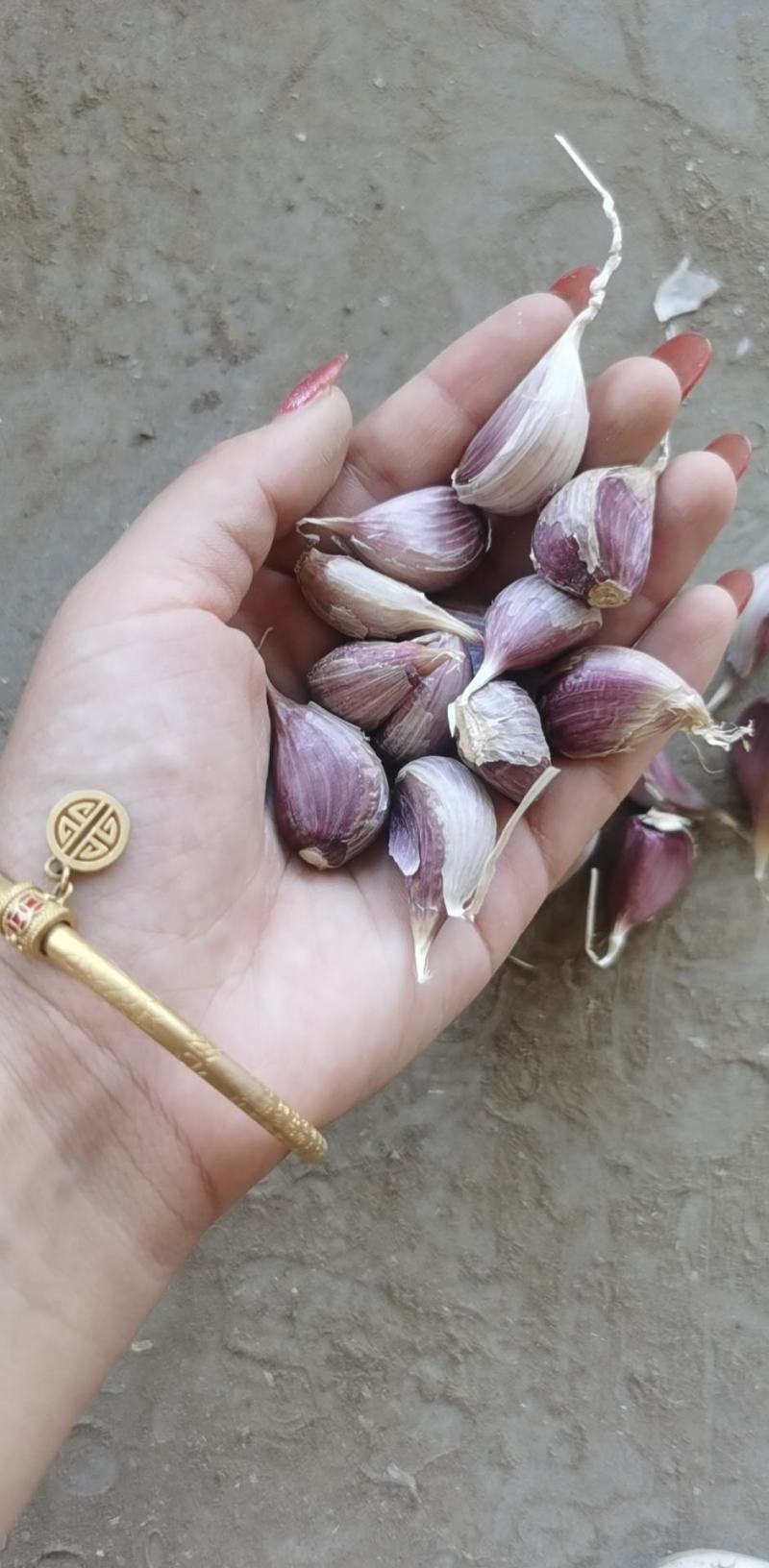 大蒜种苗红根种子：一年四季均可栽培，市场销路好，价格高。