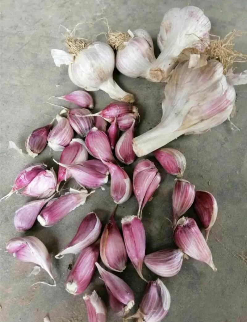 大蒜种苗红根种子：一年四季均可栽培，市场销路好，价格高。