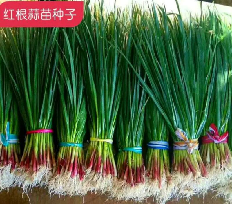 大蒜种苗红根种子：一年四季均可栽培，市场销路好，价格高。