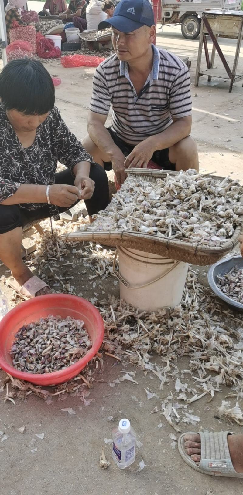 大蒜种苗红根种子：一年四季均可栽培，市场销路好，价格高。