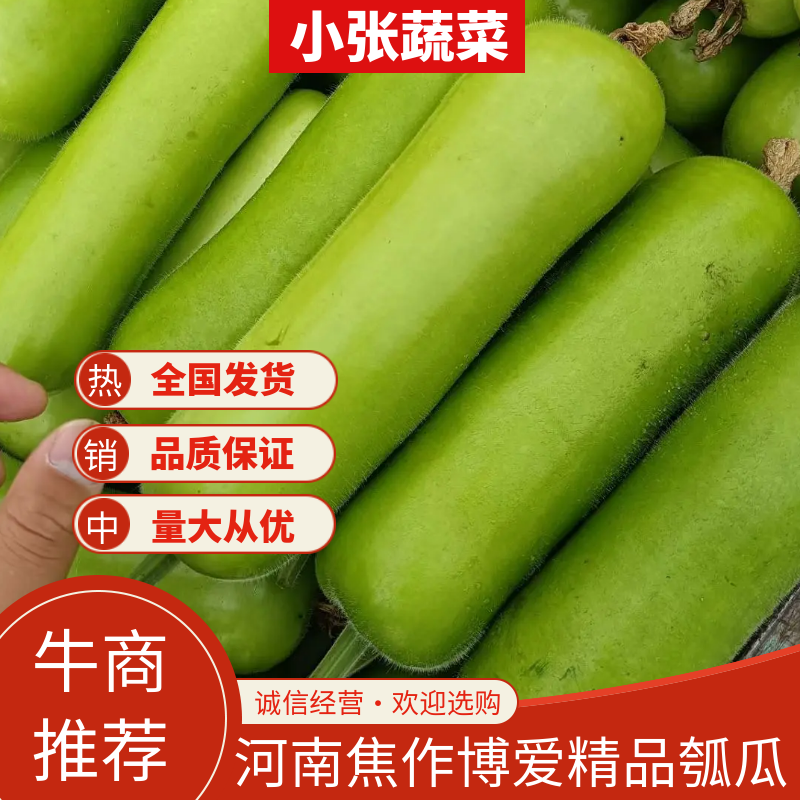 瓠瓜精品西葫芦葫子产地直发博爱瓠子诚信经营