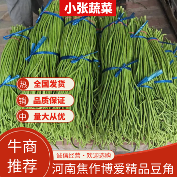 25年新鲜长豆角30万亩基地,产品优质,大量走货