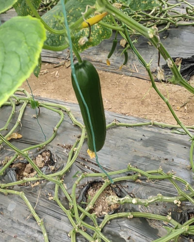 水果小黄瓜