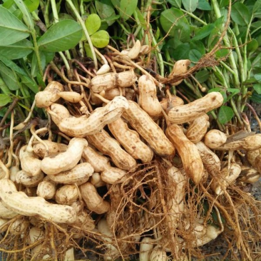 【热卖】四粒红鲜花生，优质花生人工挑选