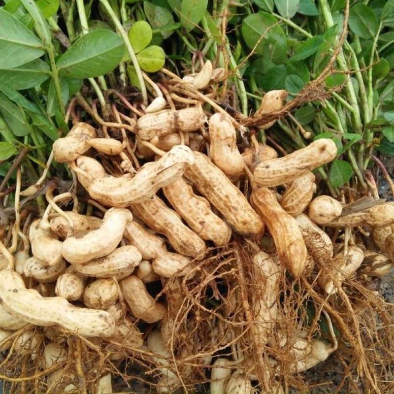【热卖】四粒红鲜花生，优质花生人工挑选
