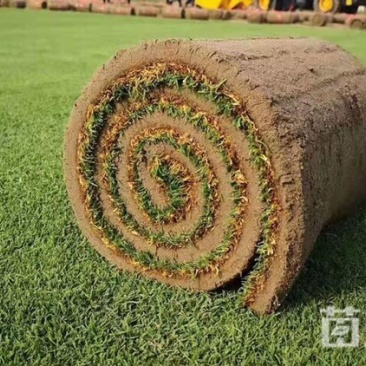 剪股颖草坪