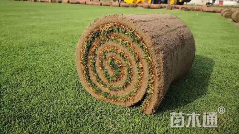 剪股颖草坪