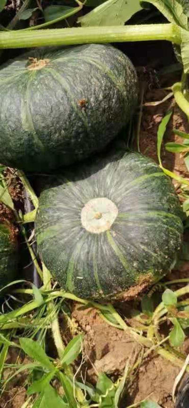 汉中板栗南瓜，口感好，瓜形好，产地直销一手货源