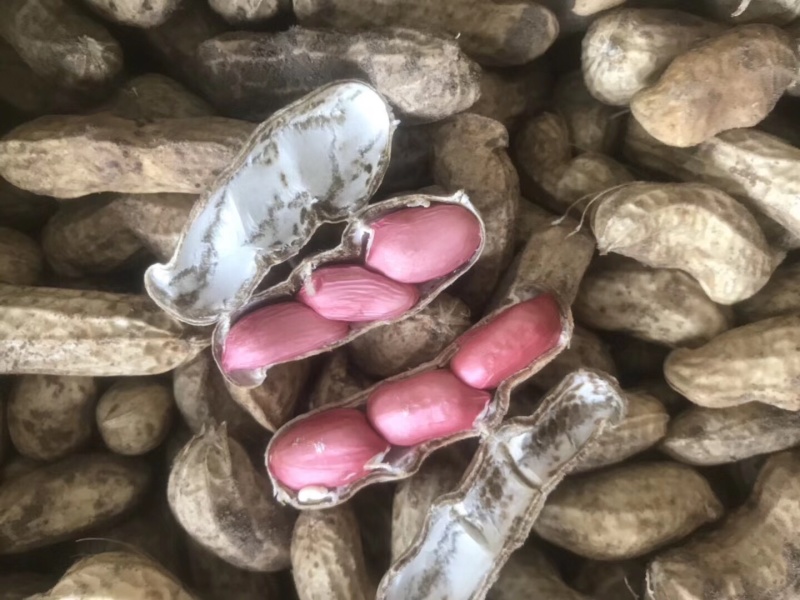 新鲜红籽花生，新鲜白籽花生上市了，需要的老板欢迎联系