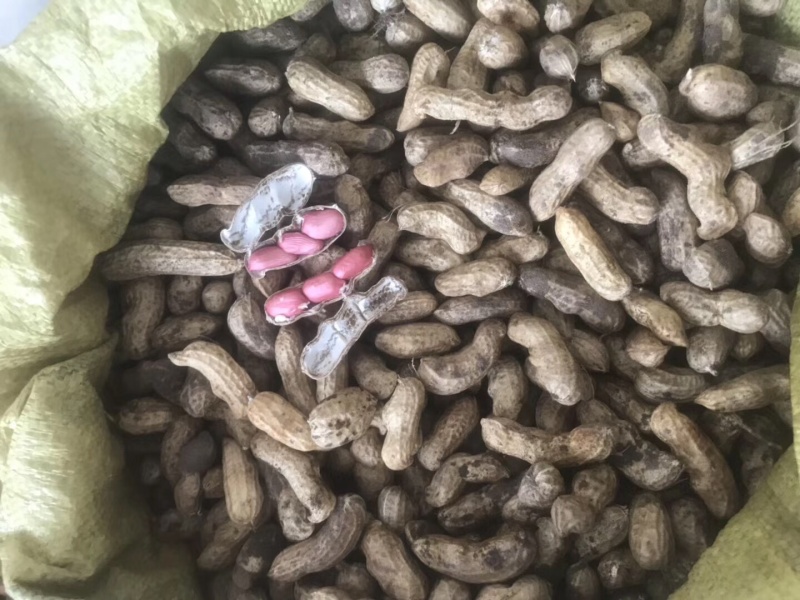 新鲜红籽花生，新鲜白籽花生上市了，需要的老板欢迎联系