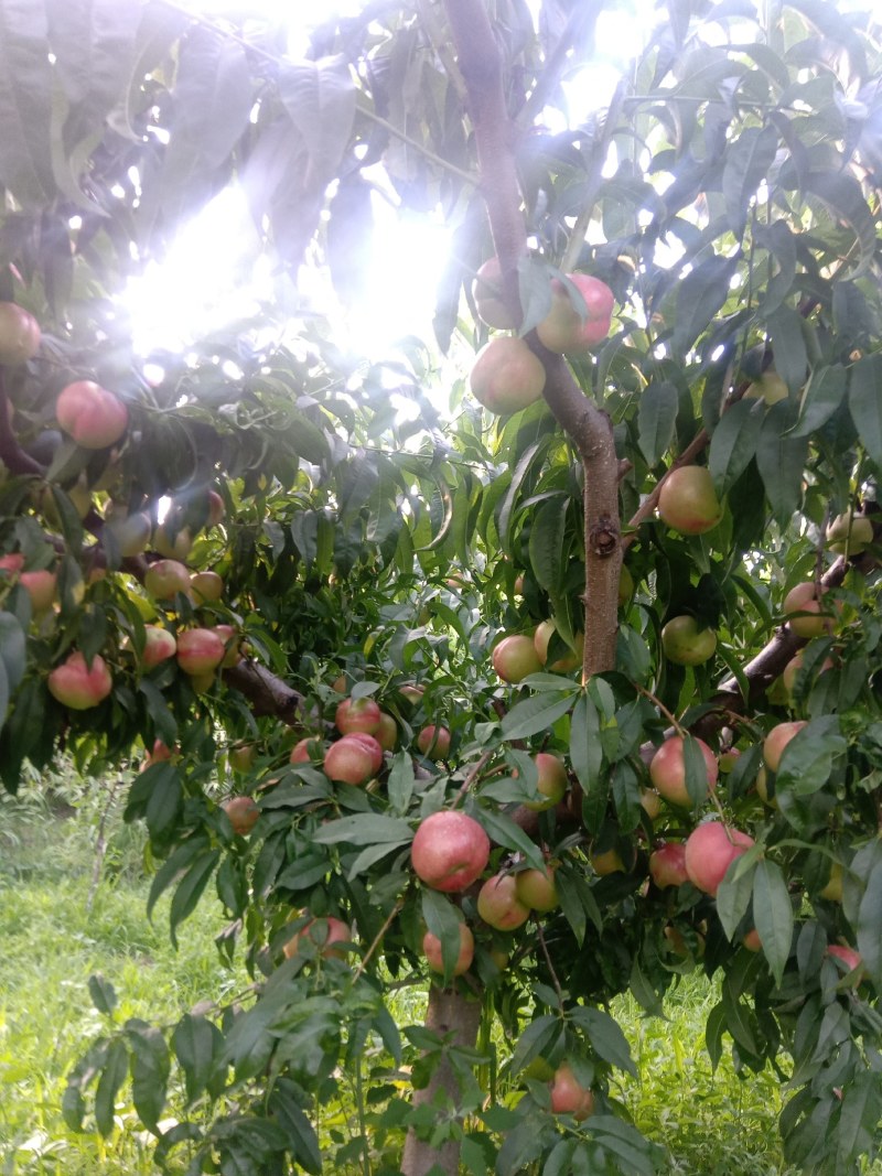 油桃，中油20